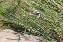 Phalaenoides glycinae