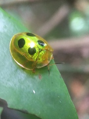 Coptocycla roseocincta