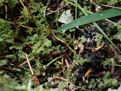 Plagiochila porelloides