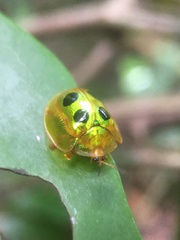 Coptocycla roseocincta