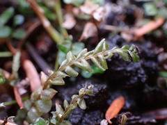 Plagiochila porelloides