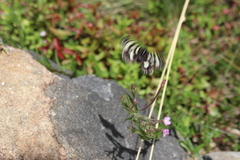 Phalaenoides glycinae