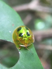 Coptocycla roseocincta