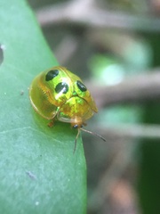 Coptocycla roseocincta