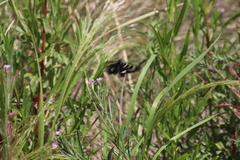 Phalaenoides glycinae