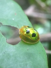 Coptocycla roseocincta