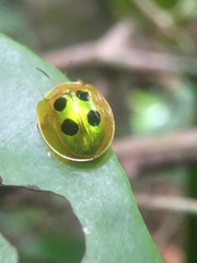Coptocycla roseocincta
