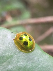 Coptocycla roseocincta