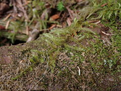 Rhytidiadelphus loreus