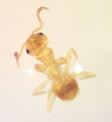 Brachymyrmex heeri