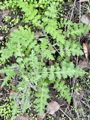 Eucrypta chrysanthemifolia