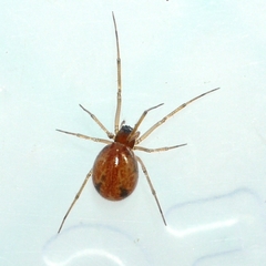 Agyneta micaria