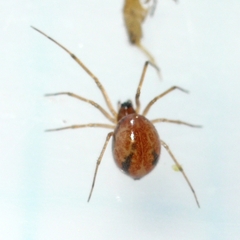 Agyneta micaria
