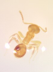 Brachymyrmex heeri