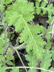 Eucrypta chrysanthemifolia