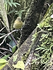 Empidonax flavescens