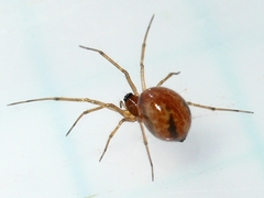 Agyneta micaria