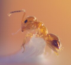 Brachymyrmex heeri