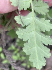 Eucrypta chrysanthemifolia