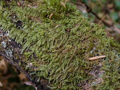 Hypnum circinale
