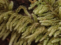 Hypnum circinale