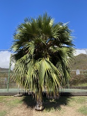 Pritchardia