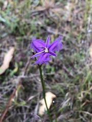 Thysanotus tuberosus