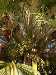 Pritchardia