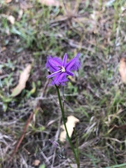 Thysanotus tuberosus