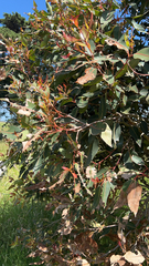 Corymbia ficifolia