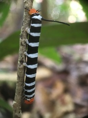 Isognathus swainsonii