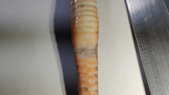 Atractus