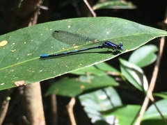 Argia