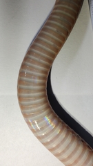 Atractus