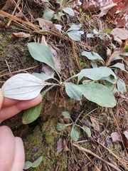 Antennaria plantaginifolia
