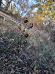 Camassia quamash