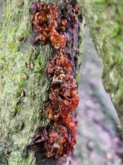 Auricularia auricula-judae