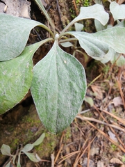 Antennaria plantaginifolia