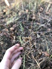 Camassia quamash