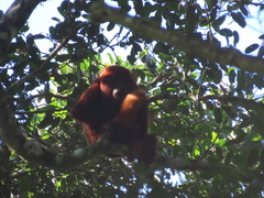 Alouatta seniculus