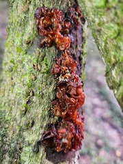 Auricularia auricula-judae