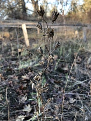 Camassia quamash