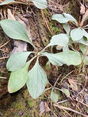 Antennaria plantaginifolia