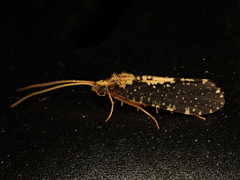 Polyplectropus
