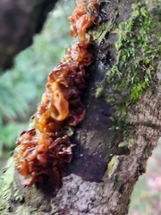 Auricularia auricula-judae