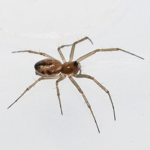 Neriene variabilis