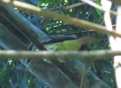 Myiodynastes luteiventris