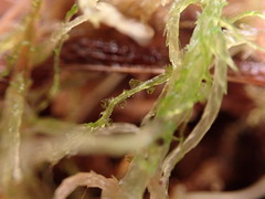 Cephaloziella