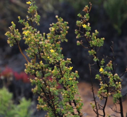 Image of Euryops multifidus by (c) Tony Rebelo, some rights reserved (CC BY-SA)