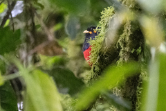 Apaloderma vittatum